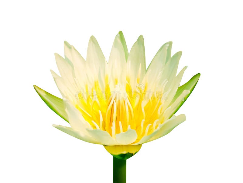 El pétalo blanco de las solas del lirio del loto flores del brote con el polen amarillo colorido comienza la floración aislado en foto de archivo El pétalo blanco de las solas del lirio del loto flores del brote con el polen amarillo colorido comienza la floración aislado en foto de archivo