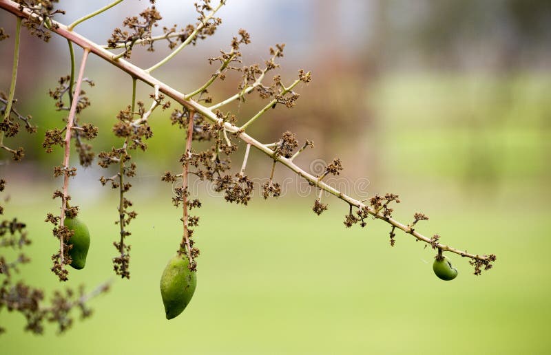 El ramo de flor del mango y el mango verde dan fruto en un tr fotografía de archivo libre de regalías