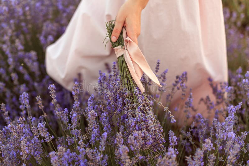 El ramo de la lavanda en muchachas da el campo conmovedor de la lavanda fotografía de archivo libre de regalías El ramo de la lavanda en muchachas da el campo conmovedor de la lavanda fotografía de archivo libre de regalías