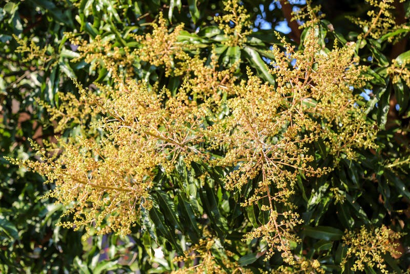 El ramo de mango o la flor de mango florecen sobre los mangos foto de archivo libre de regalías