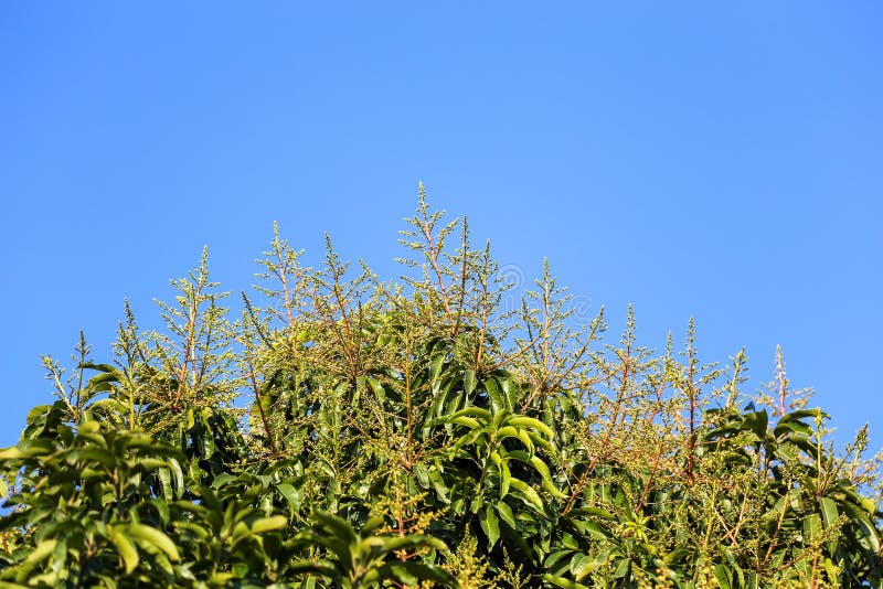 El ramo de mango o la flor de mango florecen sobre los mangos imágenes de archivo libres de regalías