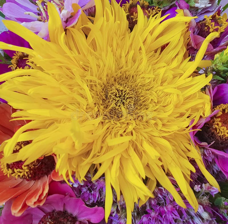 El ramo de otoño florece, girasol de la composición, fondo estacional imagenes de archivo El ramo de otoño florece, girasol de la composición, fondo estacional imagenes de archivo