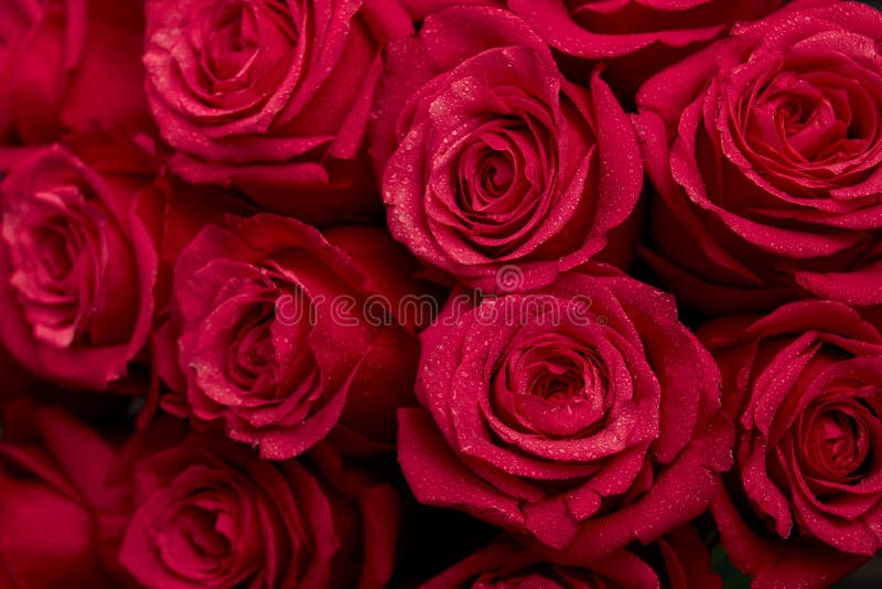 El ramo de rojo coloreó la flor color de rosa con descensos del agua en el primer de los pétalos como fondo fotos de archivo libres de regalías El ramo de rojo coloreó la flor color de rosa con descensos del agua en el primer de los pétalos como fondo fotos de archivo libres de regalías