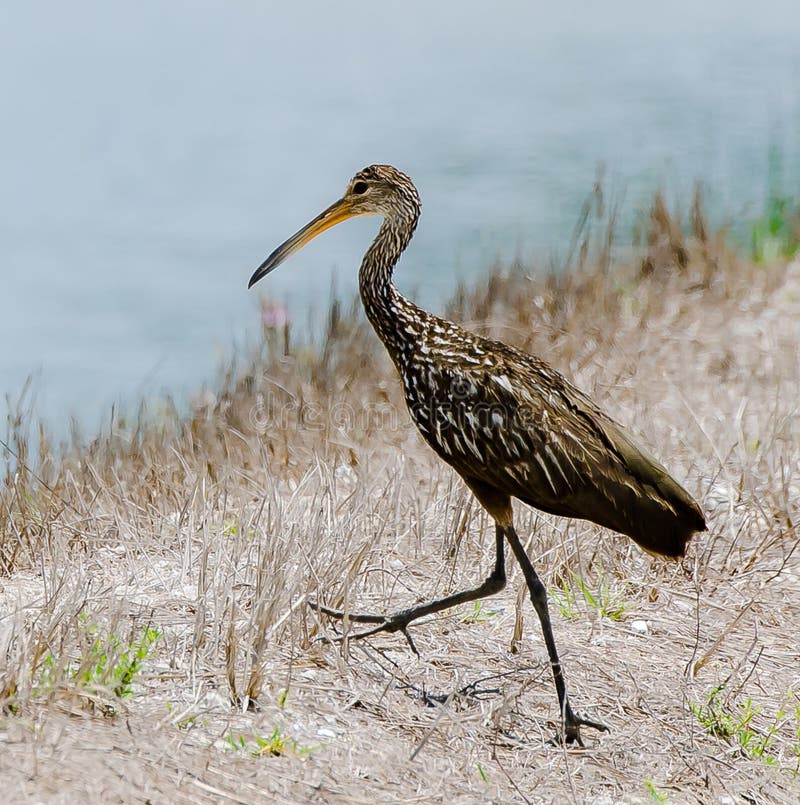 El recorrer de Limpkin foto de archivo libre de regalías El recorrer de Limpkin foto de archivo libre de regalías