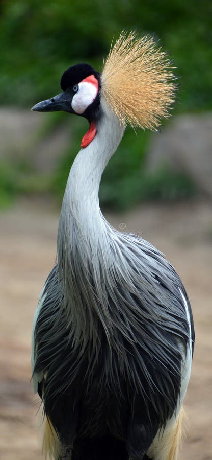El regulorum de Grey Crowned Crane Balearica foto de archivo libre de regalías El regulorum de Grey Crowned Crane Balearica foto de archivo libre de regalías