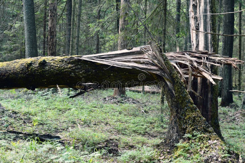 El relámpago pegó en un árbol imagenes de archivo El relámpago pegó en un árbol imagenes de archivo