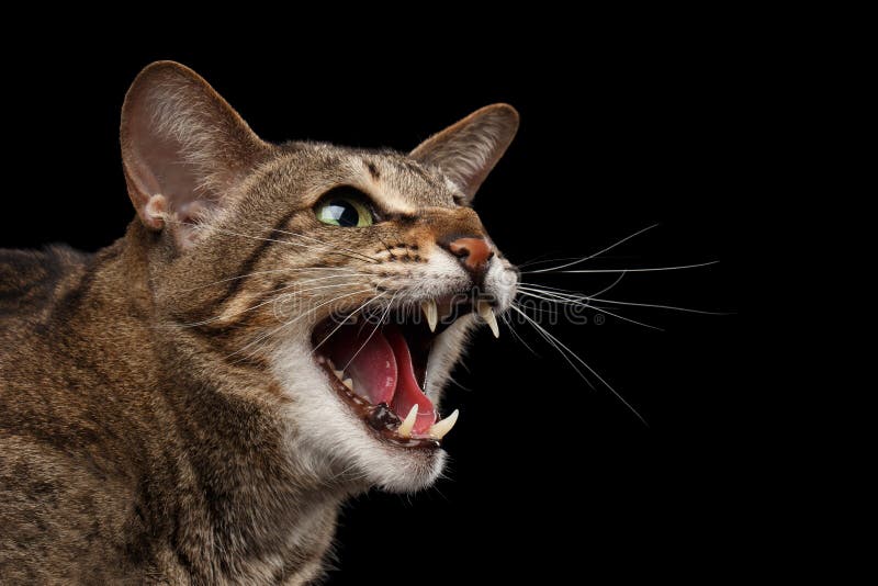 El retrato Cat Hisses oriental agresiva del primer en perfil, se ennegrece aislado fotos de archivo El retrato Cat Hisses oriental agresiva del primer en perfil, se ennegrece aislado fotos de archivo