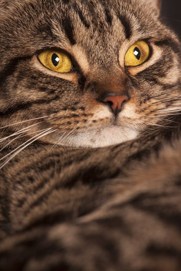 El retrato cercano de un amarillo grande femenino del gato de gato atigrado observa imagen de archivo libre de regalías El retrato cercano de un amarillo grande femenino del gato de gato atigrado observa imagen de archivo libre de regalías