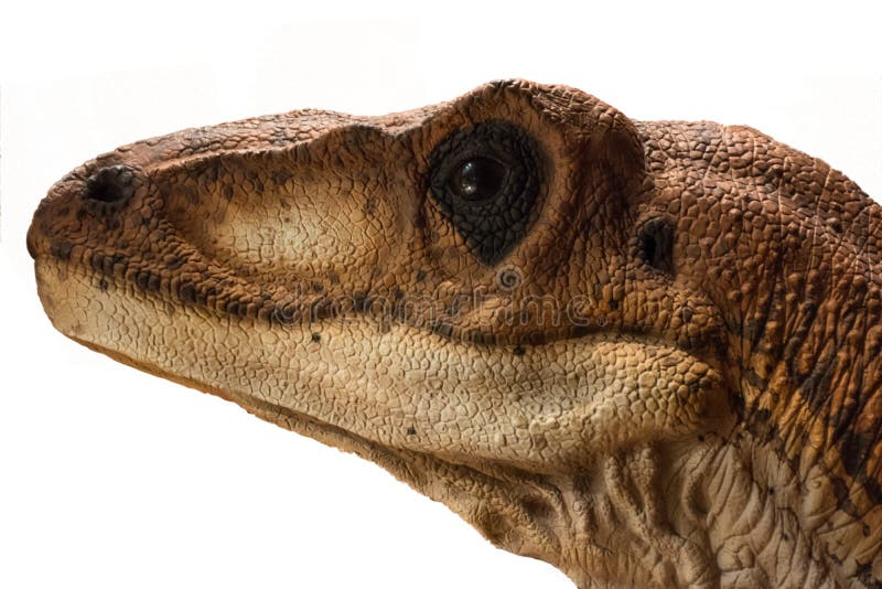 El retrato de un dinosaurio llamó el velociraptor en el fondo blanco foto de archivo libre de regalías El retrato de un dinosaurio llamó el velociraptor en el fondo blanco foto de archivo libre de regalías
