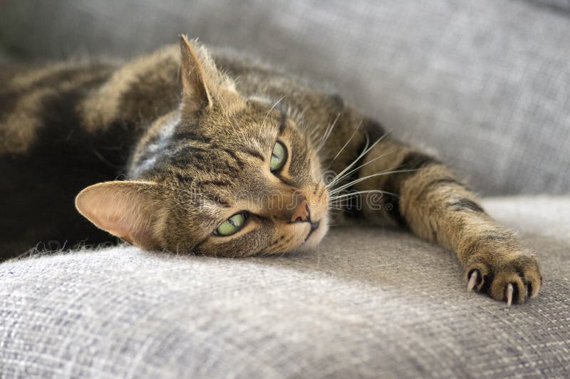 El retrato del mármol lindo rayó el gato en el sofá gris, solo animal, contacto visual foto de archivo El retrato del mármol lindo rayó el gato en el sofá gris, solo animal, contacto visual foto de archivo