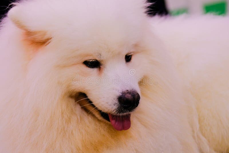 El retrato intenso de un perro del samoyedo fotografía de archivo El retrato intenso de un perro del samoyedo fotografía de archivo