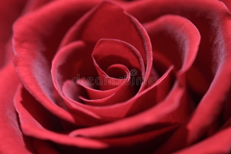 El rojo se levantó imágenes de archivo libres de regalías El rojo se levantó imágenes de archivo libres de regalías
