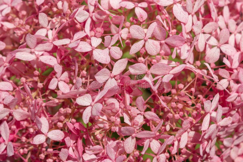El rosa brillante florece el fondo Pétalos hermosos de las flores de la hortensia Paisaje del concepto, decoración para el papel imagen de archivo El rosa brillante florece el fondo Pétalos hermosos de las flores de la hortensia Paisaje del concepto, decoración para el papel imagen de archivo