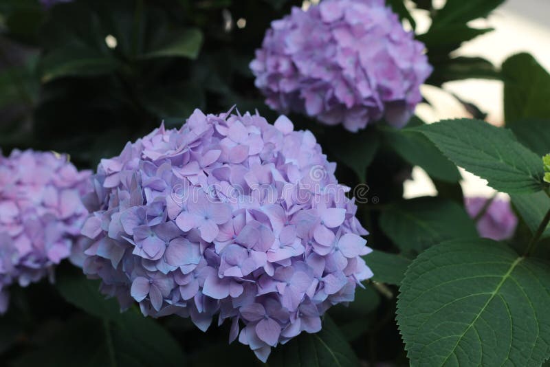 El rosa de la hortensia de las flores, púrpura crece imagen de archivo El rosa de la hortensia de las flores, púrpura crece imagen de archivo