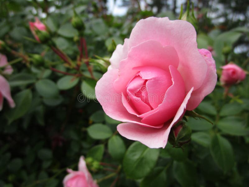 Rosas Rosadas Lindas Fotos de stock - Fotos libres de regalías de Dreamstime