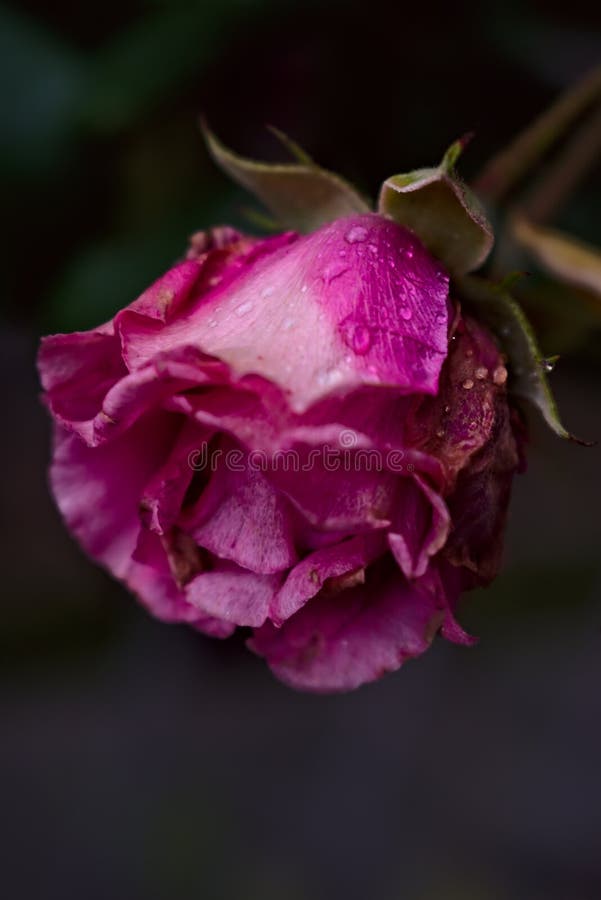 El rosa subió en jardín con las gotitas de la lluvia fotografía de archivo libre de regalías El rosa subió en jardín con las gotitas de la lluvia fotografía de archivo libre de regalías