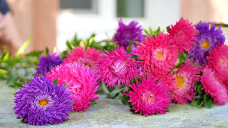 El ` s del florista de la mujer da la fabricación del ramo con la margarita o el aster de michaelmas