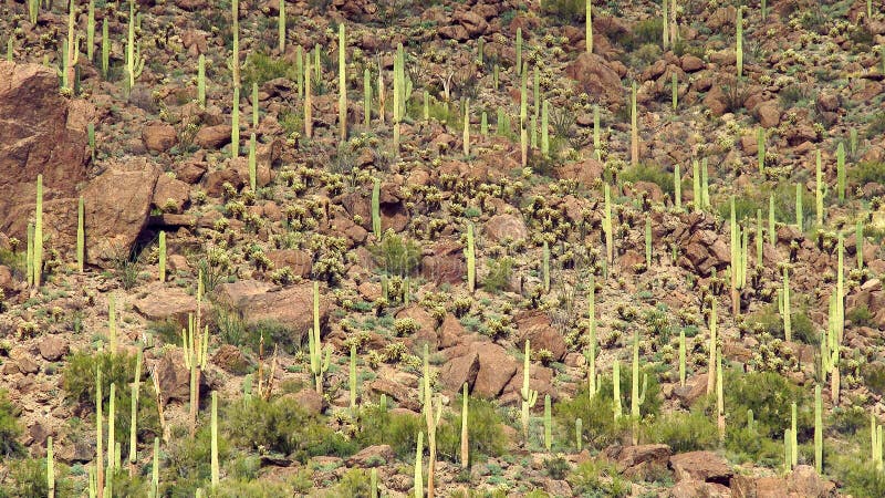 El Saguaro cubrió paisaje del desierto imagen de archivo El Saguaro cubrió paisaje del desierto imagen de archivo