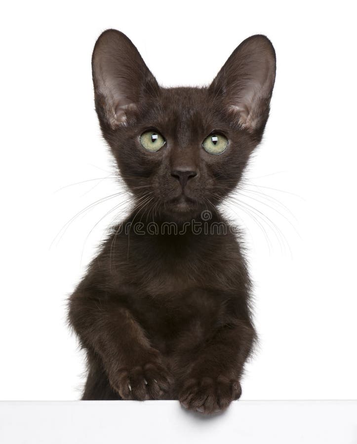 Havana Brown kitten getting out of a box, 15 weeks old, in front of white background. Havana Brown kitten getting out of a box, 15 weeks old, in front of white background