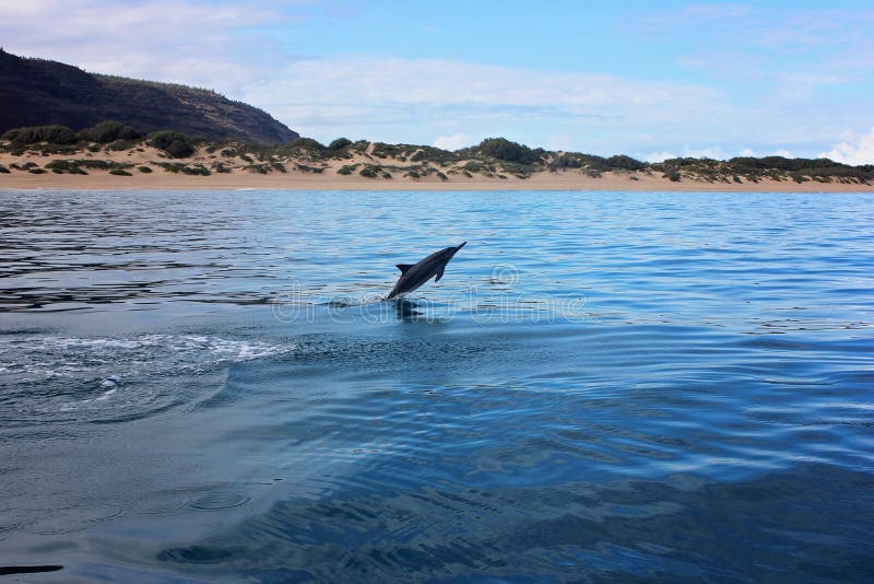 El saltar del delfín del agua en el océano cerca de la playa imágenes de archivo libres de regalías El saltar del delfín del agua en el océano cerca de la playa imágenes de archivo libres de regalías