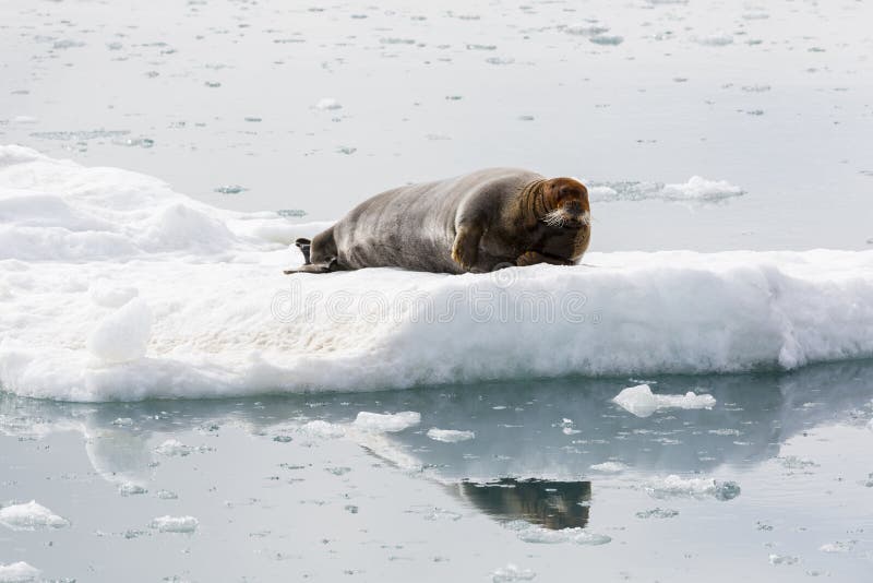 El sello barbudo se está basando sobre una masa de hielo flotante de hielo, Svalbard, Spitsbergen, N imagenes de archivo El sello barbudo se está basando sobre una masa de hielo flotante de hielo, Svalbard, Spitsbergen, N imagenes de archivo