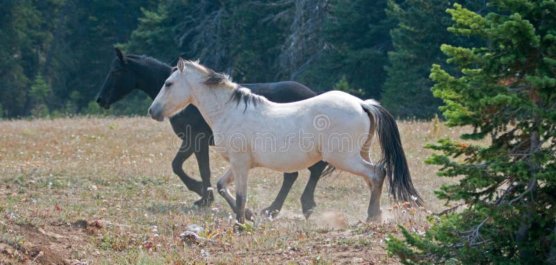 El semental blanco del ante del Dun del albaricoque y los caballos salvajes del semental negro que corren en el caballo salvaje d fotografía de archivo El semental blanco del ante del Dun del albaricoque y los caballos salvajes del semental negro que corren en el caballo salvaje d fotografía de archivo