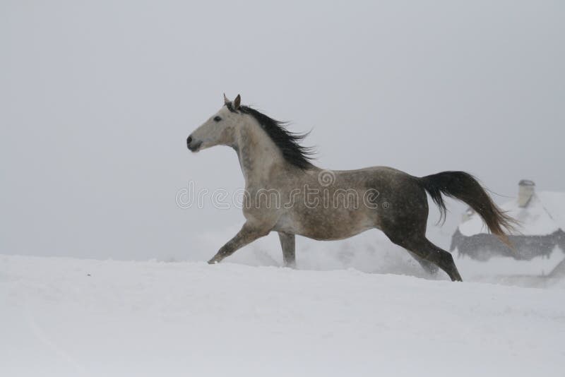El semental gris que galopa en la cuesta en la nieve Un caballo galopa en nieve profunda imagen de archivo libre de regalías El semental gris que galopa en la cuesta en la nieve Un caballo galopa en nieve profunda imagen de archivo libre de regalías
