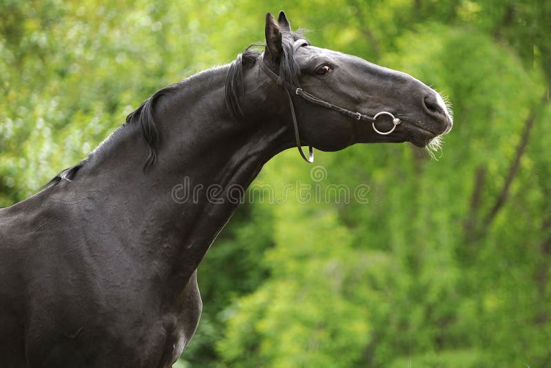 Portrait of a black stallion's neck stretched. Portrait of a black stallion's neck stretched