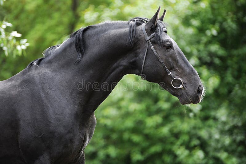 Portrait of a black stallion's neck stretched. Portrait of a black stallion's neck stretched