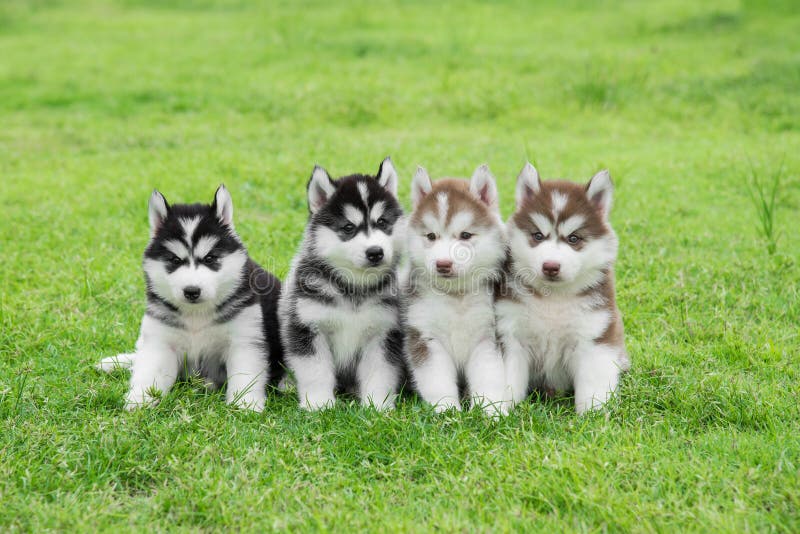 El sentarse de cuatro perritos del husky siberiano foto de archivo El sentarse de cuatro perritos del husky siberiano foto de archivo