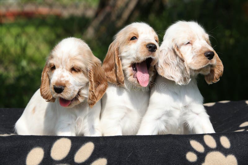 El sentarse magnífico de los perritos de cocker spaniel del inglés foto de archivo libre de regalías El sentarse magnífico de los perritos de cocker spaniel del inglés foto de archivo libre de regalías