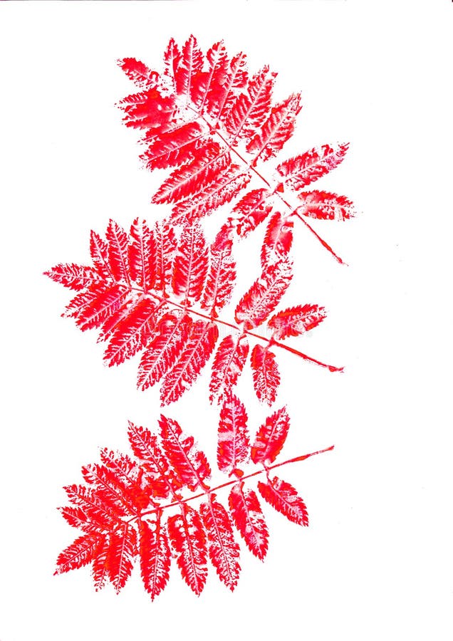 El serbal rojo dibujado mano de la acuarela se va en el fondo blanco Modelo incons?til del oto?o foto de archivo libre de regalías El serbal rojo dibujado mano de la acuarela se va en el fondo blanco Modelo incons?til del oto?o foto de archivo libre de regalías