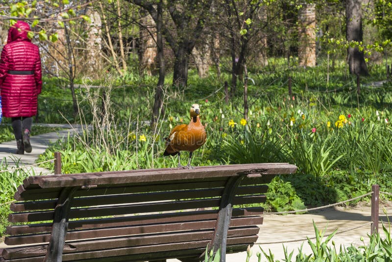 El shelduck rubicundo se está colocando en la parte de atrás del banco en el parque imagen de archivo El shelduck rubicundo se está colocando en la parte de atrás del banco en el parque imagen de archivo