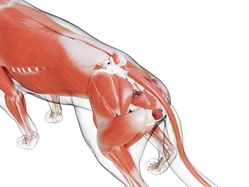 3d rendered medically accurate illustration of the dogs muscle system. 3d rendered medically accurate illustration of the dogs muscle system