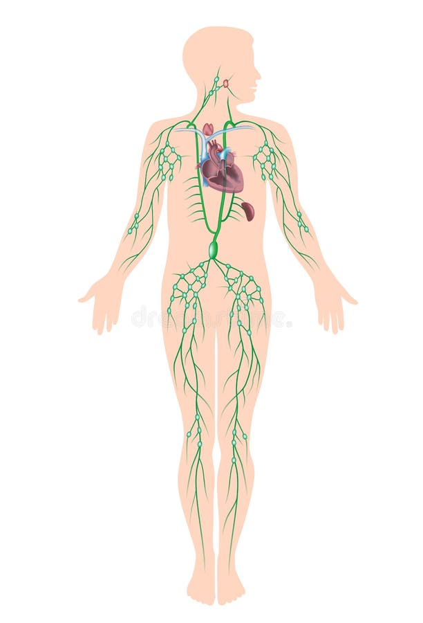 El sistema linfático