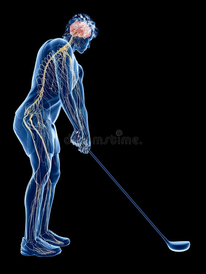 El sistema nervioso de un jugador de golf ilustración del vector El sistema nervioso de un jugador de golf ilustración del vector