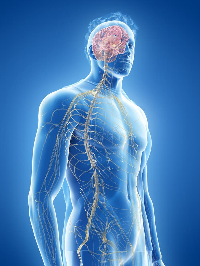 El sistema nervioso humano