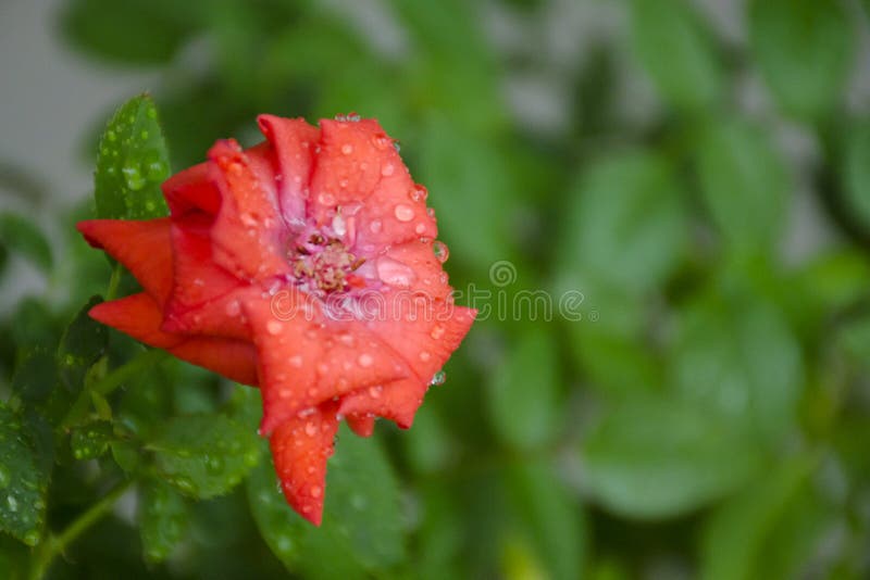 El sitio rojo subió flor y las hojas verdes en descensos del agua foto de archivo El sitio rojo subió flor y las hojas verdes en descensos del agua foto de archivo