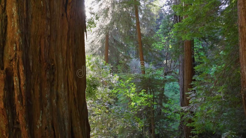 El sol aparece por detrás del tronco de un gran árbol secuoia en el parque nacional de Redwood. Belleza del bosque de secuoyas al almacen de metraje de vídeo