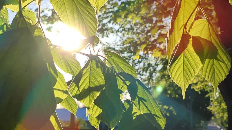 El sol brilla a través de hojas verdes y frescas en una mañana soleada de primavera. metrajes