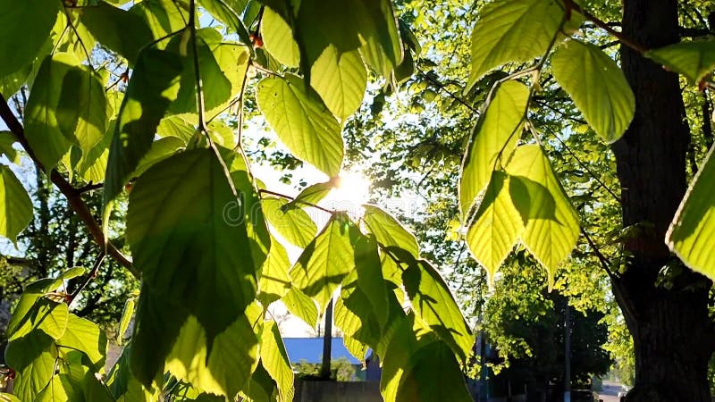 El sol brilla a través de hojas verdes y frescas en una mañana soleada de primavera. almacen de video