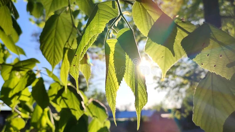El sol brilla a través de hojas verdes y frescas en una mañana soleada de primavera. almacen de video