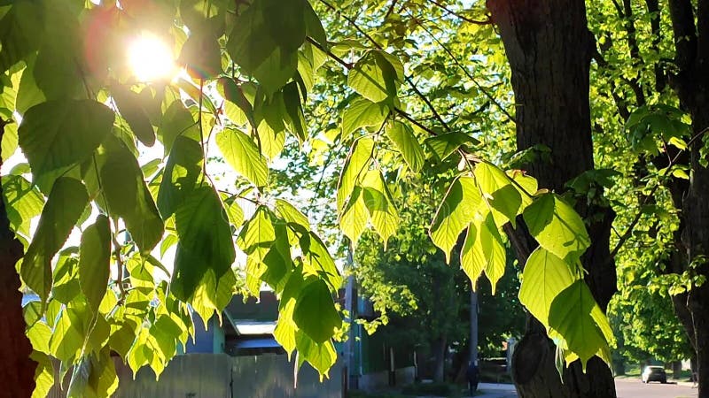 El sol brilla a través de hojas verdes y frescas en una mañana soleada de primavera. almacen de video