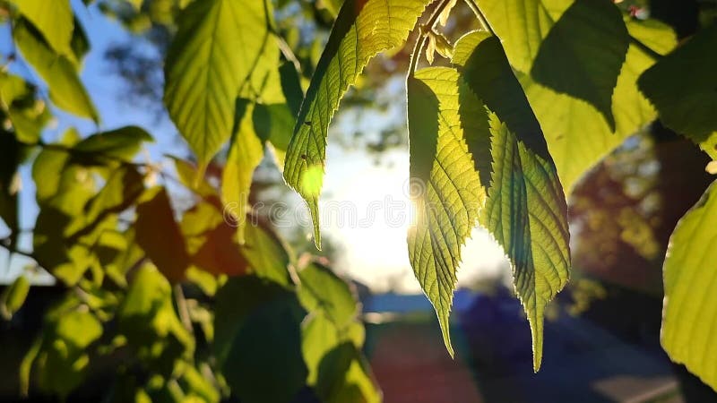 El sol brilla a través de hojas verdes y frescas en una mañana soleada de primavera. almacen de video