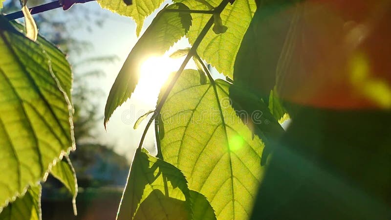 El sol brilla a través de hojas verdes y frescas en una mañana soleada de primavera. almacen de video