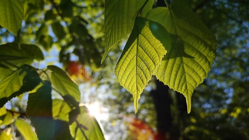 El sol brilla a través de hojas verdes y frescas en una mañana soleada de primavera. almacen de metraje de vídeo
