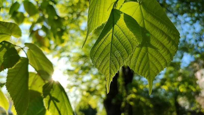 El sol brilla a través de hojas verdes y frescas en una mañana soleada de primavera. metrajes