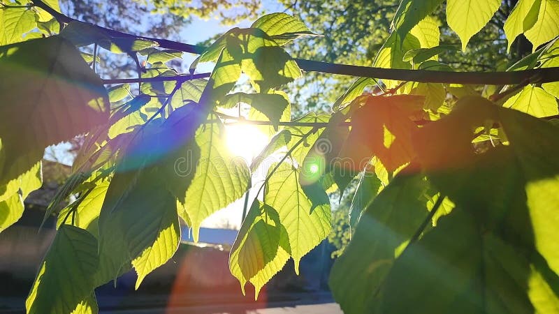 El sol brilla a través de hojas verdes y frescas en una mañana soleada de primavera. almacen de metraje de vídeo