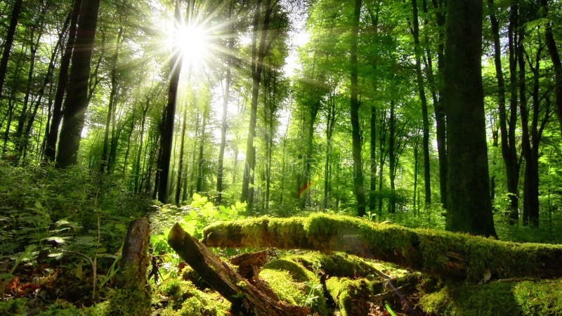 El sol echa sus rayos encantadores en el bosque verde