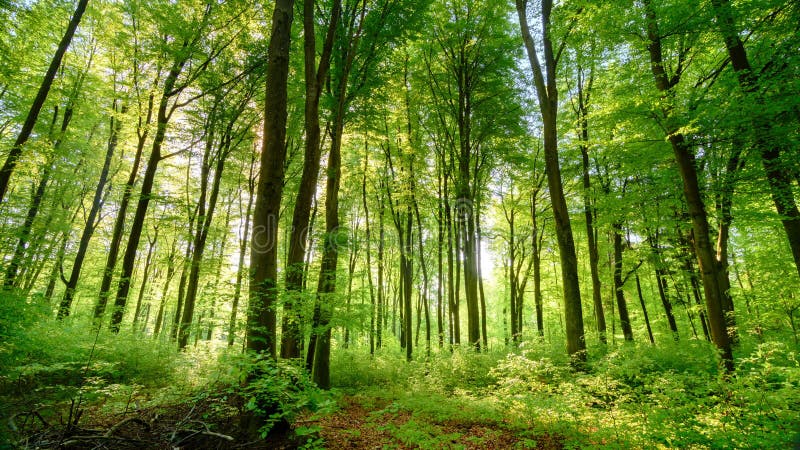 El sol echa sus rayos hermosos en el bosque verde fresco, lapso de tiempo